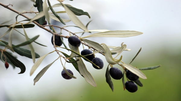 Στην ελιά της Χαλκιδικής "επενδύει" η Περιφέρεια Κεντρικής Μακεδονίας