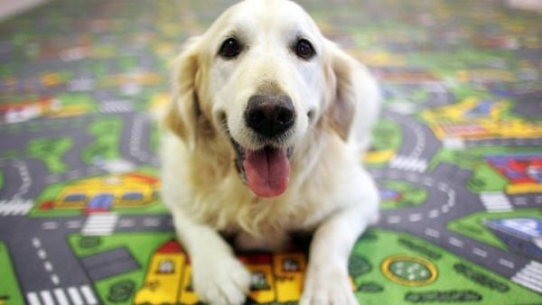 Στείρωση ή αποστολή DNA για τα ζώα συντροφιάς προβλέπει ν/σ που κατατέθηκε στη Βουλή