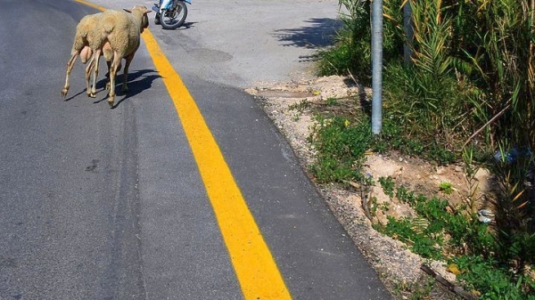 Πρόβατο στη Μουδανιών απομακρύνθηκε από περιπολικό