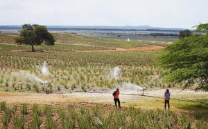 Πολυλειτουργικά αγροκτήματα: Όχημα ανάπτυξης της επιχειρηματικότητας της υπαίθρου