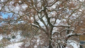Δριμύ ψύχος και παγετός στη Β. Ελλάδα - Τηλεκπαίδευση σε περιοχές της Κ. Μακεδονίας