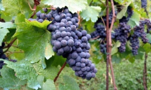 Συμπληρωματικό Πρόγραμμα Αναδιάρθρωσης και Μετατροπής Αμπελουργικών Εκτάσεων» 2016 - 2017