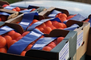 Υλοποίηση διανομής πορτοκαλιών στο Δήμο Ν. Προποντίδας