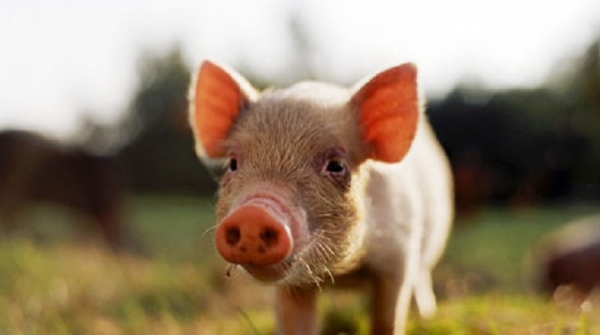 Σε επαγρύπνηση Βουλγαρία και Ρουμανία για την αφρικανική πανώλη των χοίρων