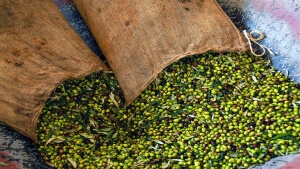 Χαλκιδική: Την Πέμπτη η πρόταση ελαιοπαραγωγών σε εμπόρους για τις τιμές