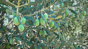 Το καταστροφικό για τις ελιές βακτήριο Xylella fastidiosa μπορεί να προκαλέσει ζημιές δισ. ευρώ και στην Ελλάδα