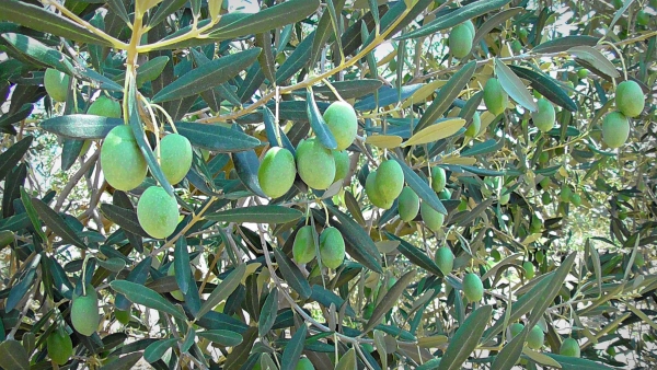 Το καταστροφικό για τις ελιές βακτήριο Xylella fastidiosa μπορεί να προκαλέσει ζημιές δισ. ευρώ και στην Ελλάδα