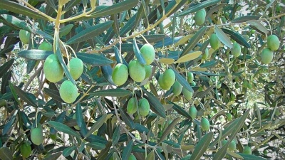 Το καταστροφικό για τις ελιές βακτήριο Xylella fastidiosa μπορεί να προκαλέσει ζημιές δισ. ευρώ και στην Ελλάδα