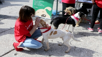 Δεκαοχτώ μήνες φυλάκιση με αναστολή σε 39χρονο που σκότωσε το κουτάβι του