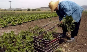 Αιτήσεις ένταξης στο πρόγραμμα αγροτικού εξηλεκτρισμού